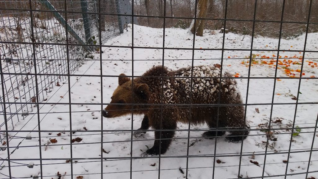 Proteção animal, Europa Oriental, Ursos-pardos
