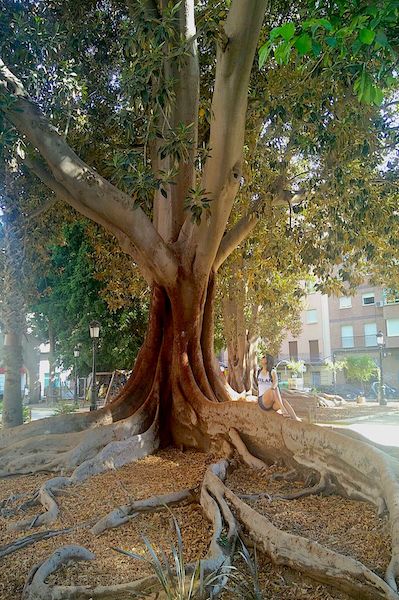 Uma das enormes árvores do Jardim Floridablanca. Murcia