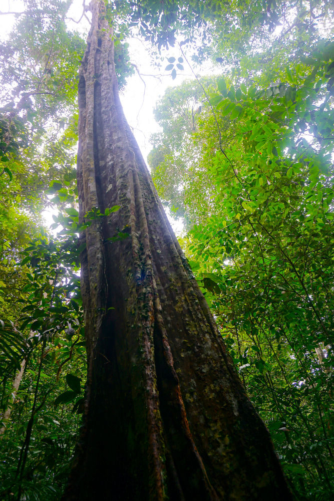 Caminhada na selva amazônica