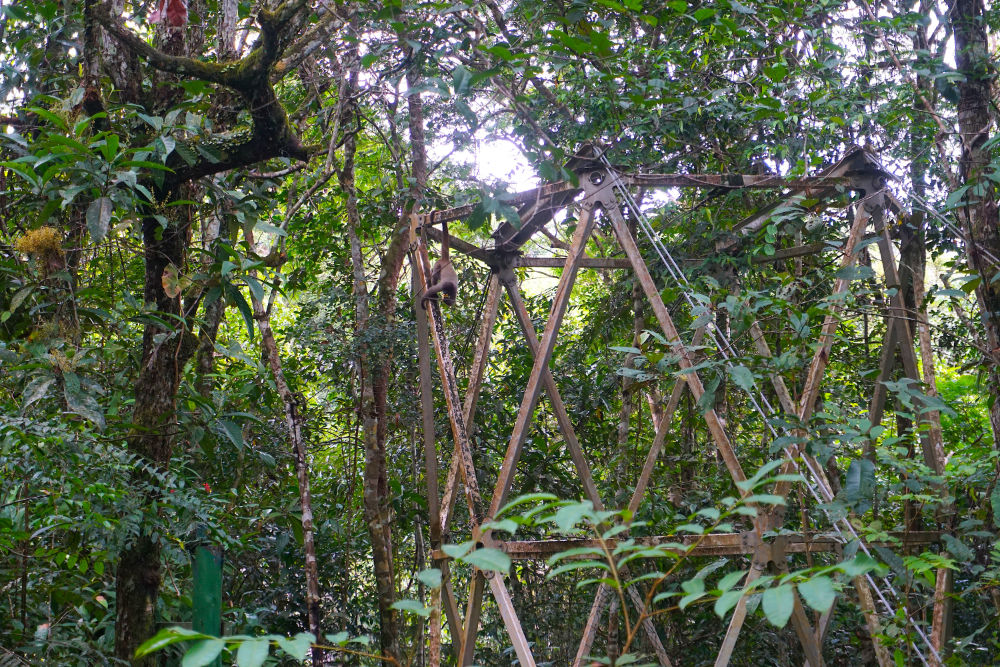 Pequenos macacos woolly em reabilitação