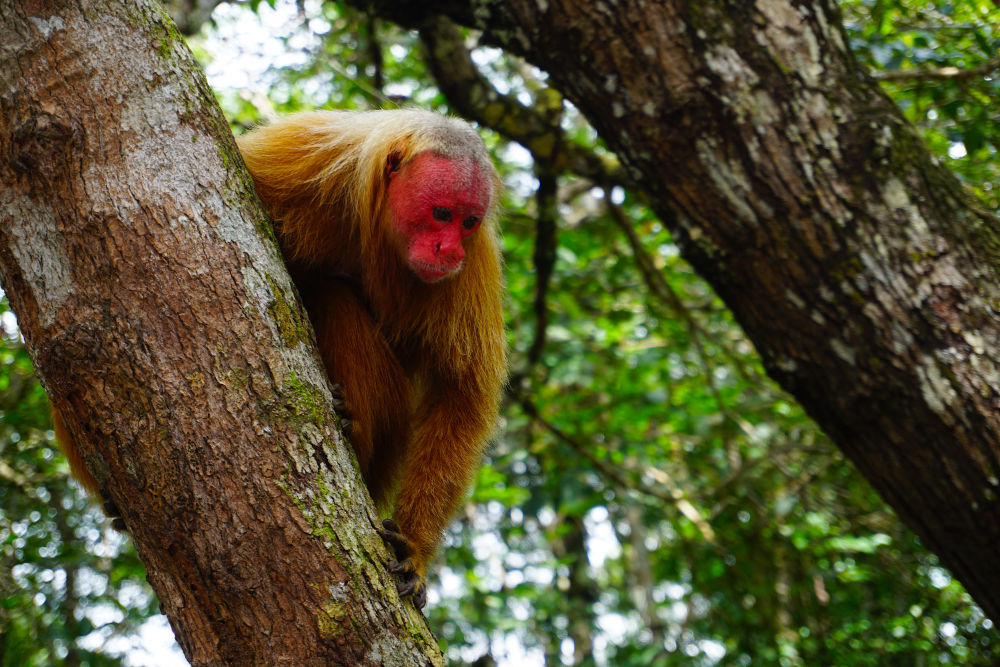 Macaca uacari