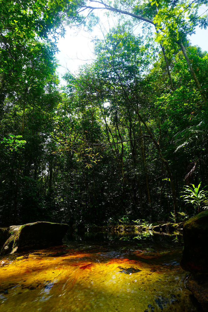 A beleza da Amazônia