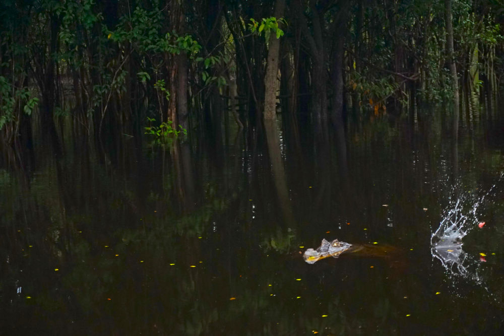 Pesca de piranhas sob a análise de um simpático jacaré