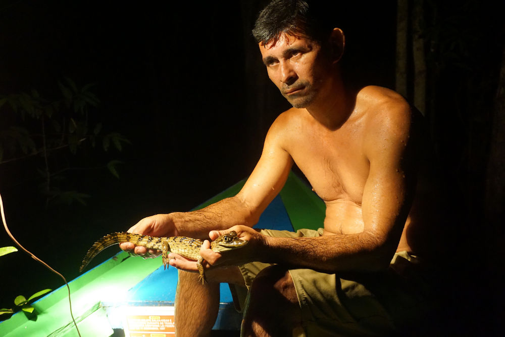 Focagem de jacarés na Amazônia