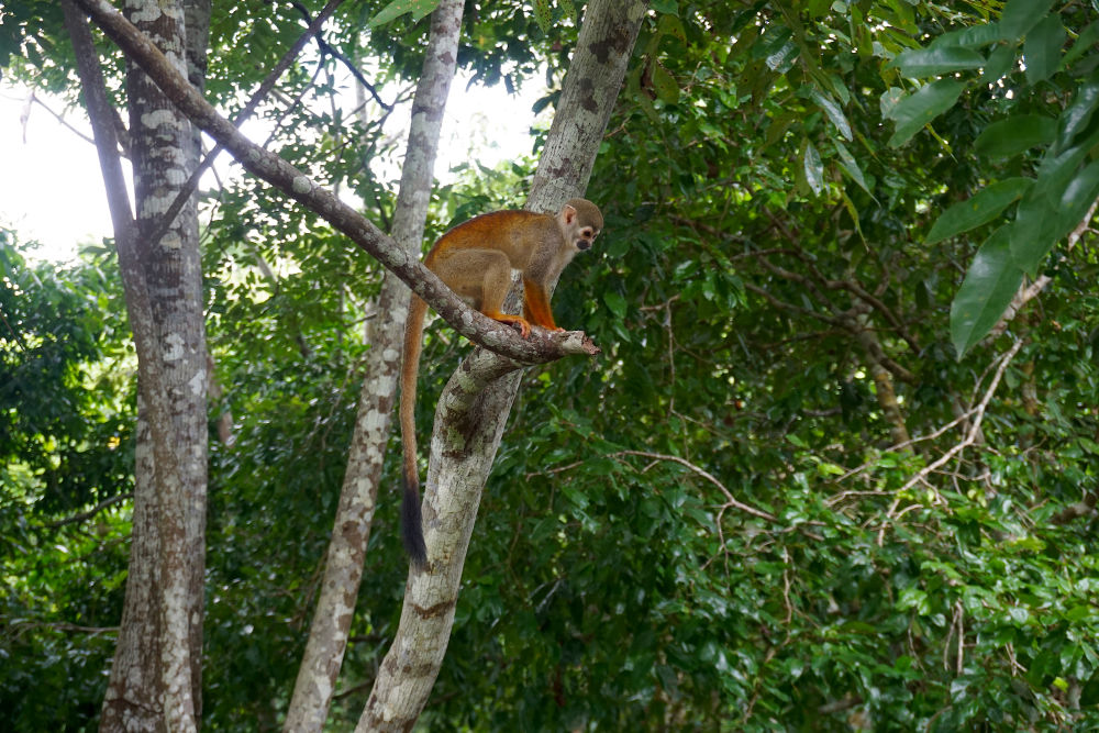 Aparição de macacos durante o tour do Encontro das Águas