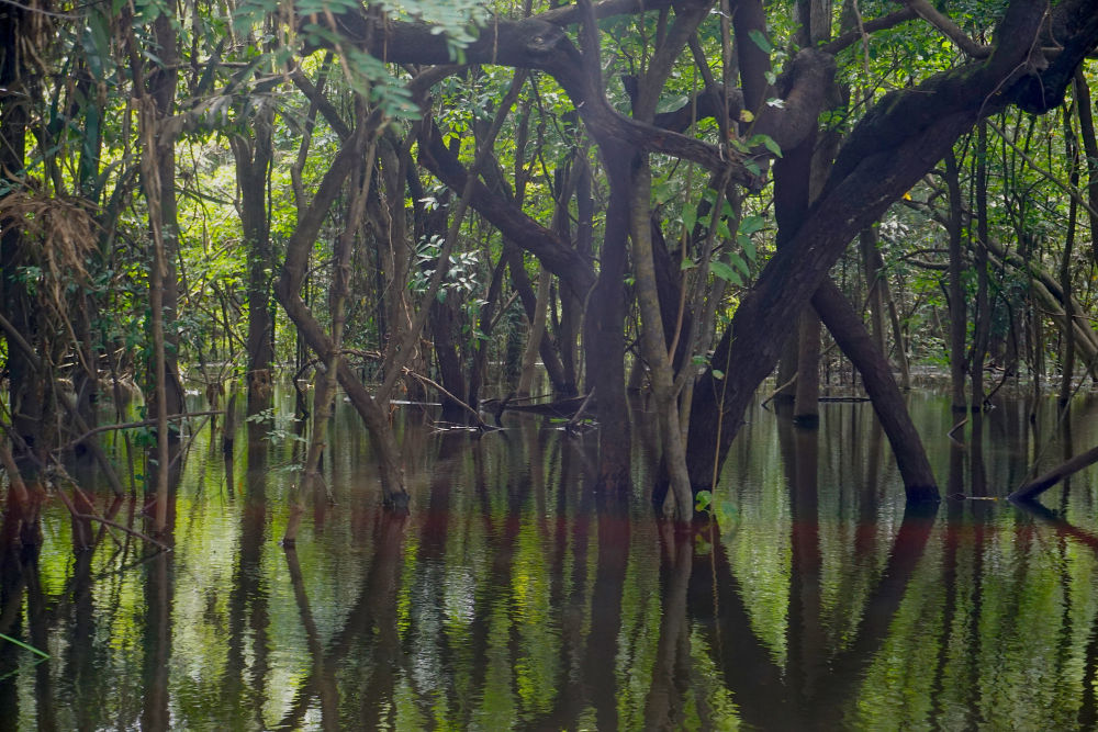 Período de chuva na Floresta Amazônica