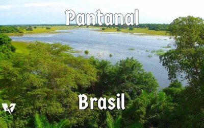 7 Coisas para Saber antes de Visitar o Pantanal Matogrossense