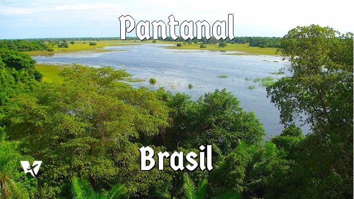 7 Coisas para Saber antes de Visitar o Pantanal Matogrossense