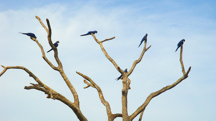 Araras azuis no Pantanal Matogrossense