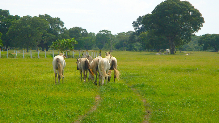 Cavalos pantaneiros